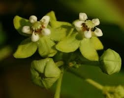 Image result for Pentarrhinum insipidum