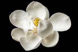 What The First Flower Looked Like More Than 100 Million Years Ago Magnolia Flower Flower Lover White Magnolia