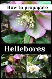 Pin On Spindle Garden Flowers