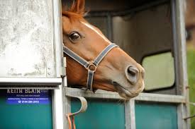 All in tow | Horse and Rider