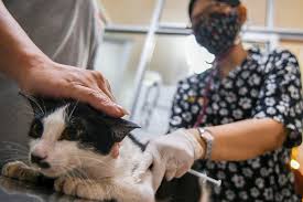 Biaya vaksin kucing berikan terbaik untuk kucing anda. Kucing Peliharaan Perlu Disteril Ini Sebabnya Halaman All Kompas Com