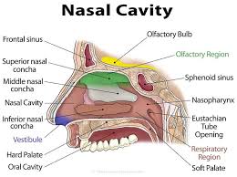 What Is Nasal Cavity Definition What Is The Function Of Nasal Cavity Role Of Mucus In Nasal Cavity Anatomy Structure Nasal Cavity Nasal Passages Cavities