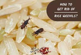 Weevil traps are good measures to get rid of weevils, but there are other measures that you can take. How To Get Rid Of Rice Weevils A Complete Guide Pest Samurai