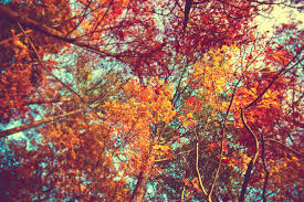 See more ideas about fall background, fall wallpaper, autumn leaves wallpaper. Desktop Fall Wallpapers Wallpaper Cave