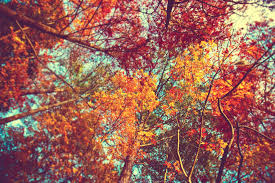 See more ideas about fall background, fall wallpaper, autumn leaves wallpaper. Desktop Fall Wallpapers Wallpaper Cave