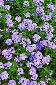A beautiful lavender blue verbena from england named blue princess verbena(verbena x hybrida 'blue princess'). Verbena Blue Princess Blue Princess Verbena For Sale 16 00 Plants That Start With V Plant Delights Nursery