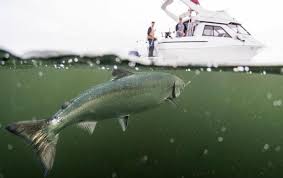 Regulations listed below are subject to change during the 2021 season. Fishing Guides British Columbia Travel And Adventure Vacations