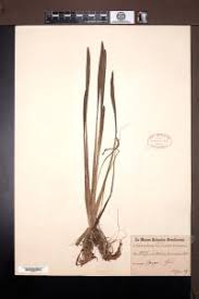 Image result for Wiesneria