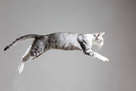 12,700+ Flying Cat Stock Photos ...