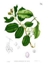 Buah yang bagus untuk darah rendah yang disebabkan karena dehidrasi adalah lemon karena mengandung antioksidan yang juga berperan untuk mengatur dan menjaga sirkulasi darah agar tetap normal. Jamblang Wikipedia Bahasa Indonesia Ensiklopedia Bebas
