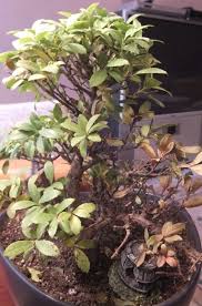This japanese holly bonsai is suitable for outdoor use and can withstand several degrees of frost. Japanese Holly Bonsai Ilex Crenata Is Dying Or What Please Help Urgent
