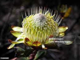 Image result for Bidens kilimandscharica
