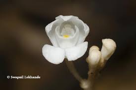 Image result for Didymoplexis