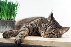 Bir Kedide Hirilti Bir Kedi Nefes Alirken Neden Hirilti Yapar Sinir Sistemi Hastaliklari