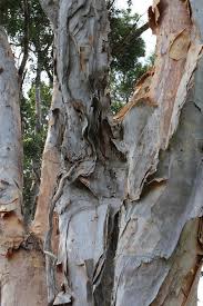 Image result for Melaleuca leucadendron