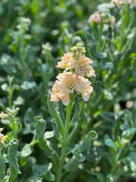 Image result for Matthiola