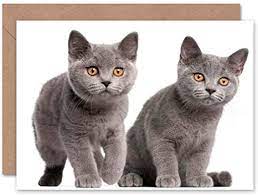 It is best to have an obese british shorthair commit to an ecg exam. Wee Blue Coo British Shorthair Kittens Orange Eyes Paws Blank Greetings Card Amazon De Burobedarf Schreibwaren