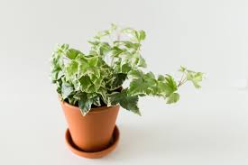 However, if a stem breaks off and roots next to your home, be careful. 10 Types Of Ivy Every Plant Lover Should Know