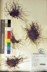 Image result for Eleocharis minuta