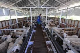 We did not find results for: Kandang Modern Untuk Ternak Kambing
