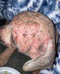 Image result for scrotum dog skin peeling
