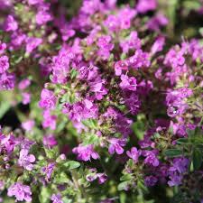 Bewässern sie sie mit hilfe einer sprühflasche und lassen sie sie etwa eine halbe stunde lang ruhen. Polster Thymian Purple Beauty Thymus Praecox Purple Beauty Gartencenter Zulauf Pflanzen Kaufen