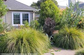 Succulents And More Troy S Garden What Does A Landscape Designer Do With His Own Space Landscape Design Ornamental Grasses Garden