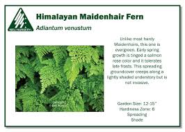 Image result for Adiantum incisum