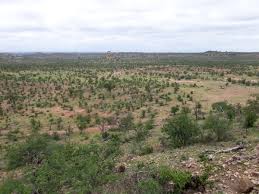 Image result for Schmidtia pappophoroides