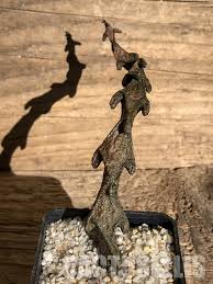 Image result for Ceropegia mirabilis