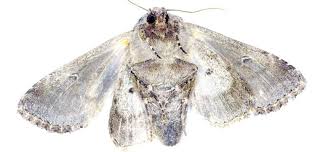 Willkommen Bei Anticimex Osterreich Schadlinge Schadlingsbekampfung Ameisen