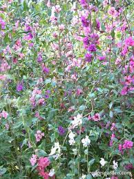 Mountain Garland Clarkia Heirloom Flowers Renee S Garden Seeds