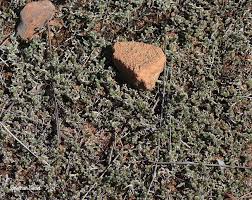 Image result for Selaginella dregei