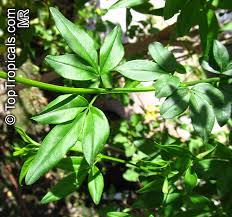 Image result for Jasminum meyeri-johannis