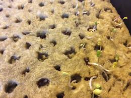 Maybe you would like to learn more about one of these? Germinating Produce Seeds In Rockwool For My Outdoor Garden Steemit