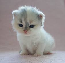 Pin Su Cute Cats