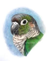 My First Green Cheek Conure Drawing Color Pencil Portrait 11x14 Bird Drawings Galaxy Art Painting Animal Paintings