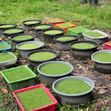 Image result for Azolla