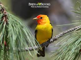 Birds That Start With B B Wallpaper 1 How To Attract Birds Birds Bird Species