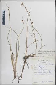 Image result for Rhynchospora rugosa