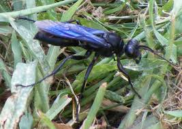 Check spelling or type a new query. Great Black Wasp What S That Bug
