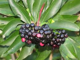 Image result for Ardisia