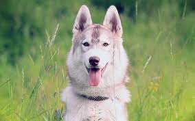 download wallpapers siberian husky muzzle pets cute animals husky dogs siberian husky dog besthqwallpapers com dog breed info siberian husky happy dogs