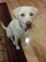 File 1 Year Old English Yellow Lab Jpg Wikimedia Commons