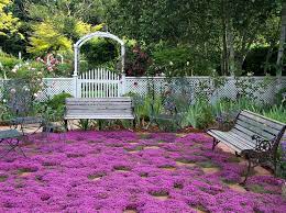 This plant produces lots of deep pink flowers in big clusters. Creeping Thyme Ground Cover 1000 Seeds Fragrant Herb Pink Etsy