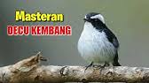 Untuk lovebird jantan, biasanya klep atau lingkar. Tips Membedakan Decu Kembang Jantan Dan Betina Youtube