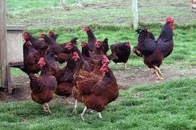 Rhode island red & chicken farm cavite has 8,466 members. Rhode Island Red Biofarm Posts Facebook