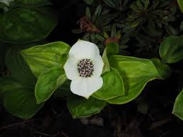 Image result for Cornaceae