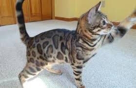 Join millions of people using oodle to find kittens for adoption, cat and kitten listings, and other pets adoption. Bengal Kittens For Sale Bengal Breeder New England Cavscout Bengals