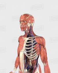 • acromion • clavicle • deltoid ( im injections) • humerus • biceps muscle • biciptal groove • brachila pulse( blood pressure) • triceps • olecrnon process( pt of the elbow) • medial /lateral epicondyles • triangle • cubital fossa • median cubital vein. Human Upper Body Showing Muscle Parts Axial Skeleton And Veins Stock Photo Dissolve